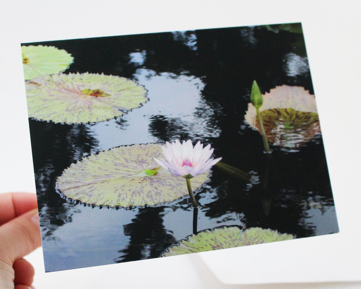 Water Lily Notecard - Single